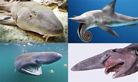 college odd sharks|Top 10 Weird and Unusual Sharks .
